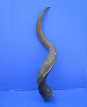 38-3/4 inches Kudu Horn (28-3/4 inches straight) for $94.99