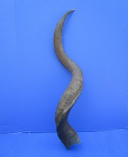 38-3/4 inches Kudu ...