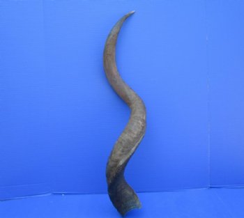 38-3/4 inches Kudu Horn (28-3/4 inches straight) for $94.99