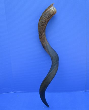 38-1/4 inches Kudu Horn (28-1/2 inches straight) for $94.99