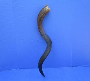 38-1/4 inches Kudu Horn (28-1/2 inches straight) for $94.99