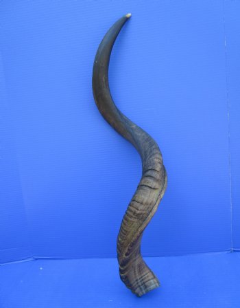 38-1/4 inches Kudu Horn (28-1/2 inches straight) for $94.99