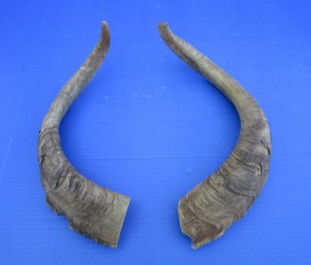 2 Huge Raw African Goat Horns 20-1/2 and 22 inches for $20 each