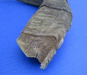 2 Huge Raw African Goat Horns 20-1/2 and 22 inches for $20 each