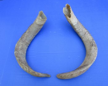 2 Huge Raw African Goat Horns 20-1/2 and 22 inches for $20 each