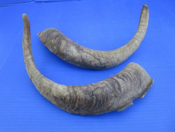 2 Huge Raw African Goat Horns 20-1/2 and 22 inches for $20 each