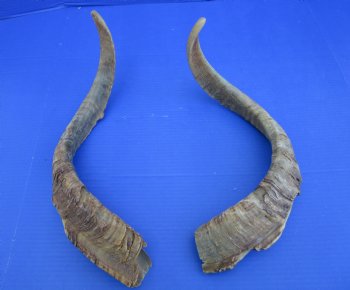 2 Huge Natural African Goat Horns (one right, one left), 23-3/4 and 25 inches for $20 each