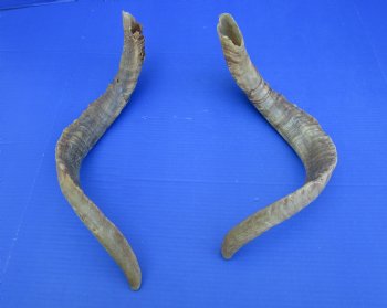 2 Huge Natural African Goat Horns (one right, one left), 23-3/4 and 25 inches for $20 each