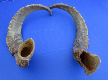 2 Huge Natural African Goat Horns (one right, one left), 23-3/4 and 25 inches for $20 each