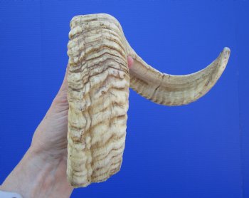 22-3/4 inches African Merino Ram, Sheep Horn for $22.99