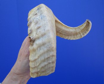 21 inches African Merino Ram, Sheep Horn for $21.99