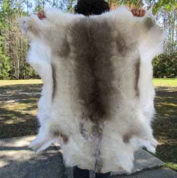 Light Finland Reindeer Hide, Skin, Fur 45 by 40 inches for $149.99