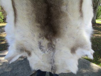 Light Finland Reindeer Hide, Skin, Fur 45 by 40 inches for $149.99