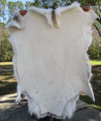 Light Finland Reindeer Hide, Skin, Fur 45 by 40 inches for $149.99