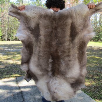 Finland Reindeer Hide, Skin, Fur 44 by 44 inches for $149.99