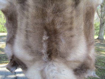 Finland Reindeer Hide, Skin, Fur 44 by 44 inches for $149.99