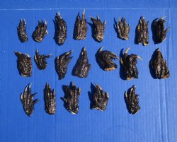 2 to 2-3/4 inches Small Alligator Feet for Crafts - Buy these 20 for $1.30 each