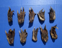 3 to 4-1/2 inches Alligator Feet for Crafts - Buy these 10 for $2.00 each