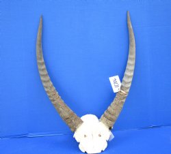 African Waterbuck Skull Plate, Cap with 22-3/4 and 23-1/2 inches Horns <font color=red> Grade B Weathered Horns </font> for $69.99
