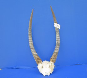 African Waterbuck Skull Plate, Cap with 22 inches Horns for $89.99