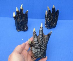 4-3/4 to 5 inches Louisiana Alligator Feet for Crafts - Buy these 3 for $6.00 each