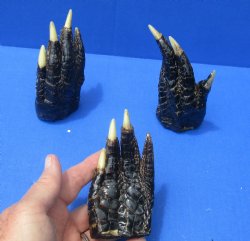 4-1/8 to 4-1/2 inches Louisiana Alligator Feet for Crafts - Buy these 3 for $6.00 each
