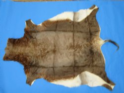 Authentic African Blesbok Hide, Blesbuck Skin, 51 x 43 inches  - Buy this one for $79.99 each
