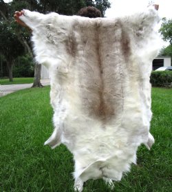 White Finland Reindeer Hide, Skin, Fur with Blend of Tans 52 by 42 inches for $149.99