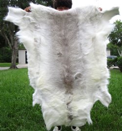 White Finland Reindeer Hide, Skin, Fur with Blend of Tans 51 by 47 inches for $149.99
