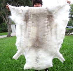 White Finland Reindeer Hide, Skin, Fur with Blend of Tans 49 by 48 inches for $149.99