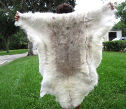 White Finland Reindeer Hide, Skin, Fur with Blend of Tans 50 by 46 inches for $149.99