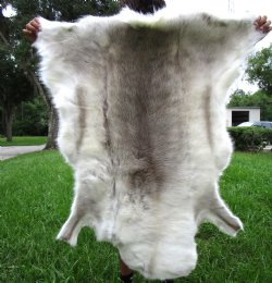 Light Finland Reindeer Hide, Skin, Fur with Blend of Whites, Grays and Tans 47 by 43 inches for $149.99