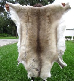 Finland Reindeer Hide, Skin With Cream, White, Tan and Brown Fur 47" x 43" - Buy this one for $144.99