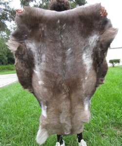 Finland Reindeer Hide, Skin, Without Legs, with Brown, Tan and White Fur  47" by 36" - Buy this one for $109.99