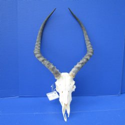 Impala Skull with 19 inches Horns <font color=red> Discount Grade B</font> - Buy this one for $89.99
