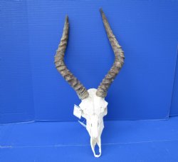 Impala Skull with 14-1/2 and 16 inches Horns <font color=red> Craft Grade</font> Rough Drilled Horns, No Teeth )- Buy this one for $79.99