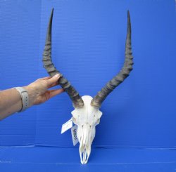 African Impala Skull with 17 and 17-1/2 inches Horns (Has Some Damage)- Buy this one for $99.99