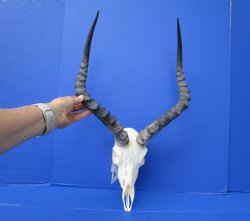 African Impala Skull with 18-1/2 and 18-3/4 inches Horns - Buy this one for $104.99