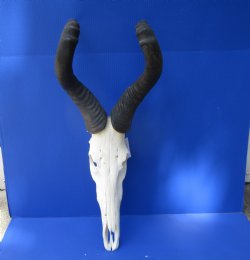 Large Male Red Hartebeest Skull with 22 inches horns - Buy this one for $99.99