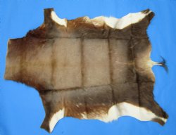 Genuine African Blesbok Hide, Blesbuck Skin, 50 x 38 inches  - Buy this one for $79.99 each