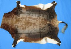 Gorgeous Real Blesbok Hide, Blesbuck Skin, 51 x 39 inches  - Buy this one for $79.99 each