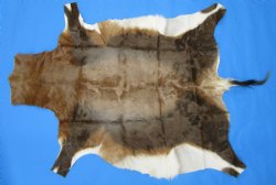 Authentic Blesbok Hide, Blesbuck Skin, 49 x 39 inches  - Buy this one for $79.99 each