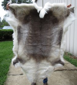 Finland Reindeer Hide, Skin, Fur with Blend of Tans, Brown, White 45 by 45 inches for $144.99