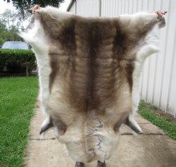 Finland Reindeer Hide, Skin, Fur with Blend of Tans, Brown, White 47 by 45 inches for $144.99