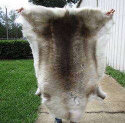 Finland Reindeer Hide, Skin, Fur with Blend of Tans, Brown, White 44-1/2 by 43 inches for $144.99