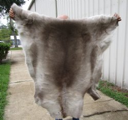 Finland Reindeer Hide, Skin, Fur with Blend of Tans, Grays, White 46 by 46 inches for $144.99
