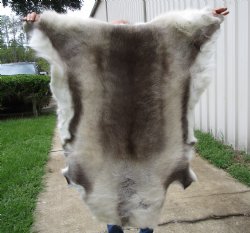 Finland Reindeer Hide, Skin, Fur with Blend of Tans, Brown, White 45 by 43 inches for $144.99