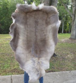 47 by 34 inches Finland Reindeer Hide, Reindeer Fur, Skin Without Legs, Grade B  - Buy this one for $94.99
