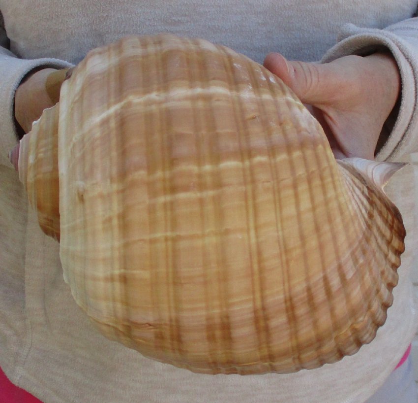 8 inches large tonna olearium, tonna galea, giant tun shell for sale