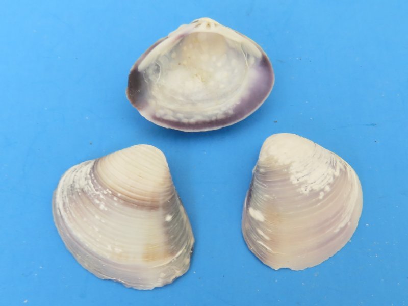 pictures of clam shells